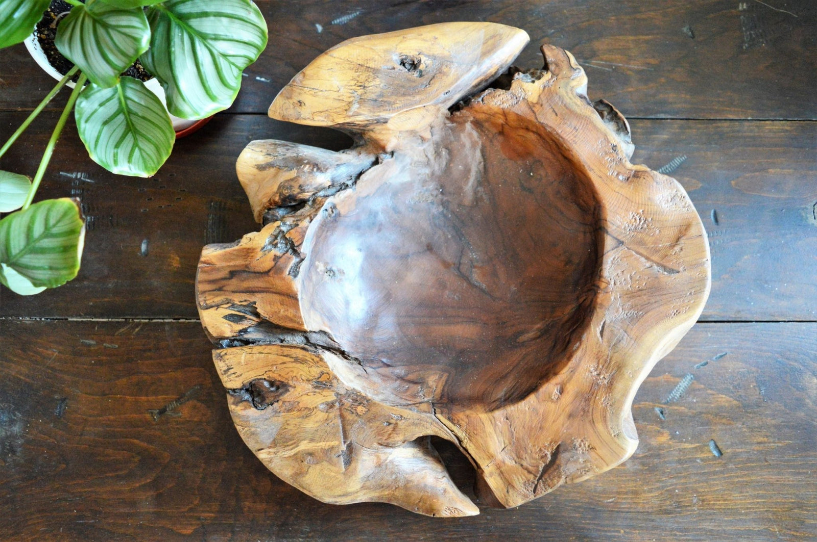 Teak Root Bowl - XL