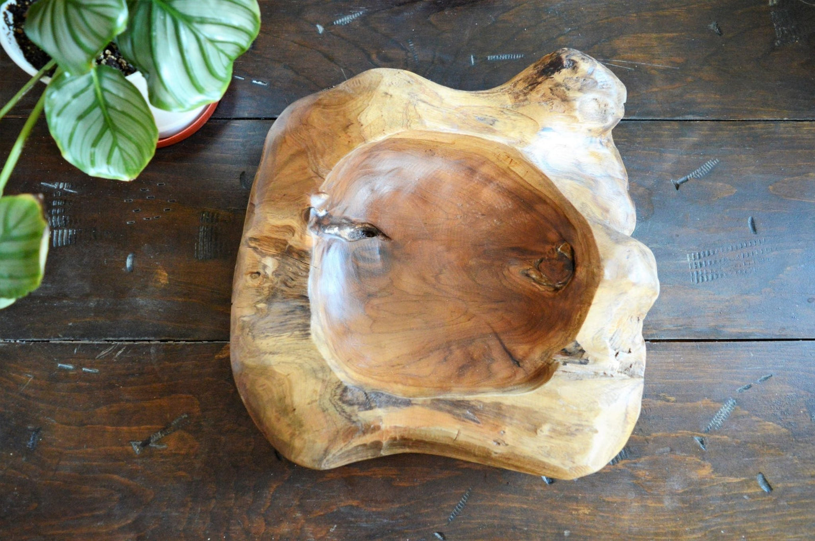 Teak Root Bowl - Medium